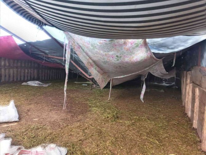 Kar nedeniyle çöken ağılda 28 küçükbaş hayvan telef oldu