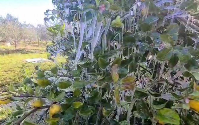 Limon ağaçları buz tuttu, sarkıtlar oluştu