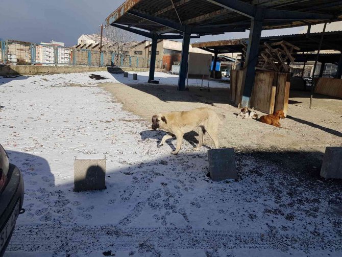 Sokak Köpekleri bir çocuğa daha saldırdı