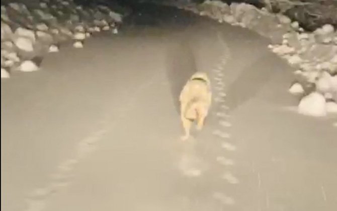 Hasta almaya giden ekiplere kurt eşlik etti