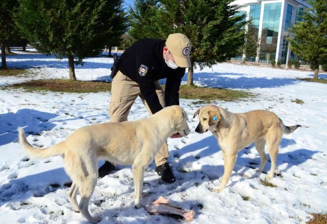 HAYDİ ekipleri sokaktaki canları unutmadı