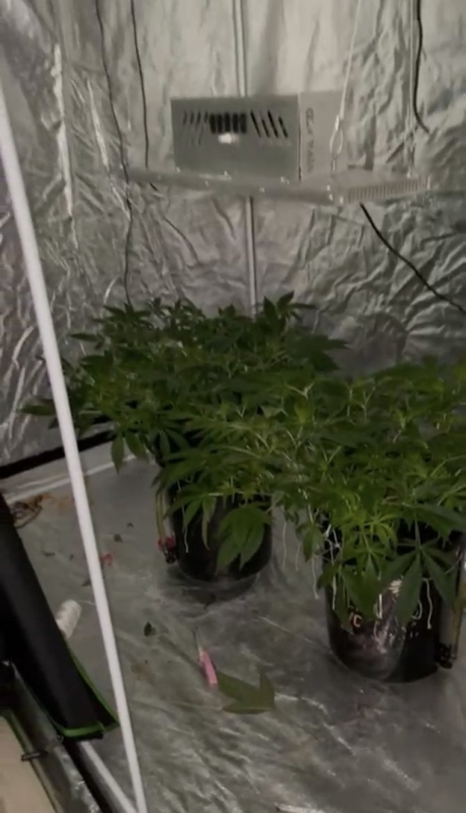 Çikolata kavanozunda marihuana ele geçirildi