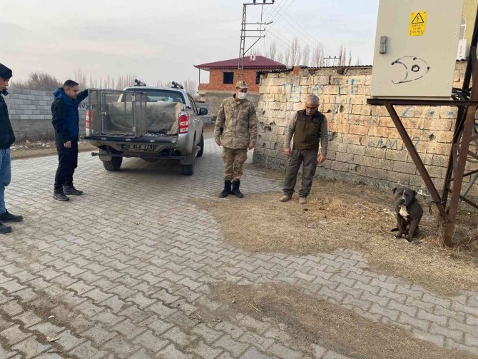 Jandarma personeli tarafından başıboş bulunan pitbull barınağa götürüldü