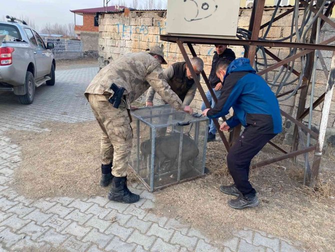Jandarma personeli tarafından başıboş bulunan pitbull barınağa götürüldü