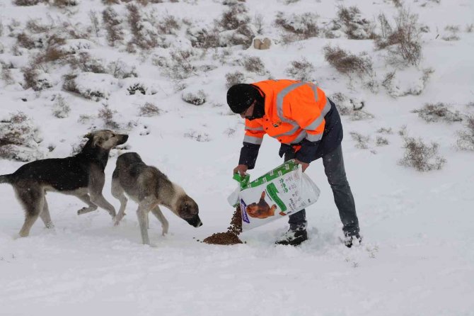 Konya Büyükşehir ağır kış şartlarında sahipsiz hayvanların da yanında