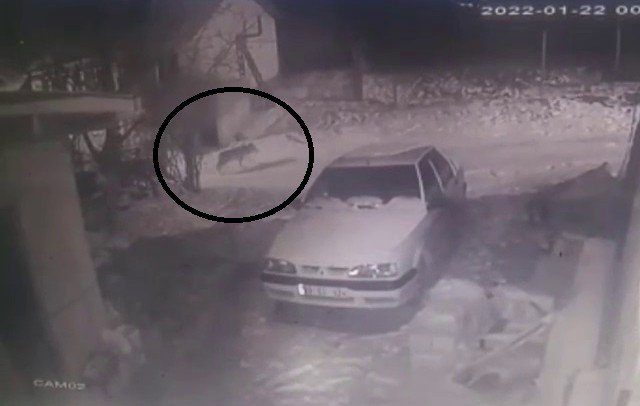 Aç kalınca köye inen kurt kameraya yansıdı