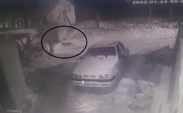 Aç kalınca köye inen kurt kameraya yansıdı