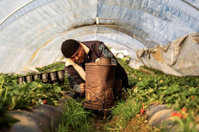 Çilek seralarında don tehlikesine karşı sobalı önlem