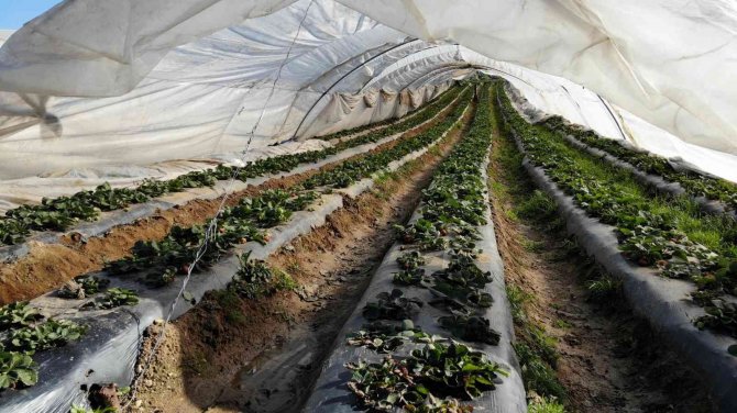 Çilek seralarında don tehlikesine karşı sobalı önlem