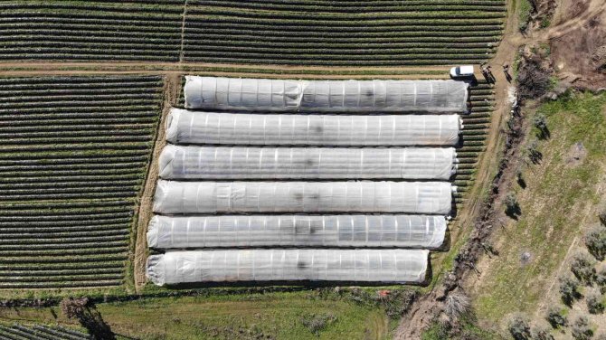 Çilek seralarında don tehlikesine karşı sobalı önlem