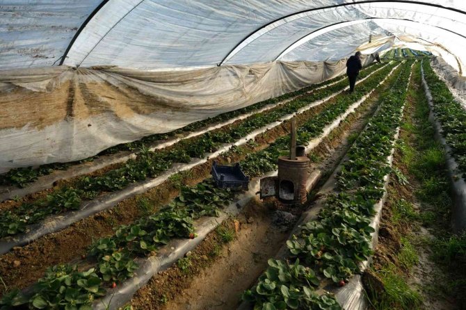 Çilek seralarında don tehlikesine karşı sobalı önlem