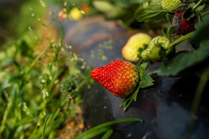 Çilek seralarında don tehlikesine karşı sobalı önlem
