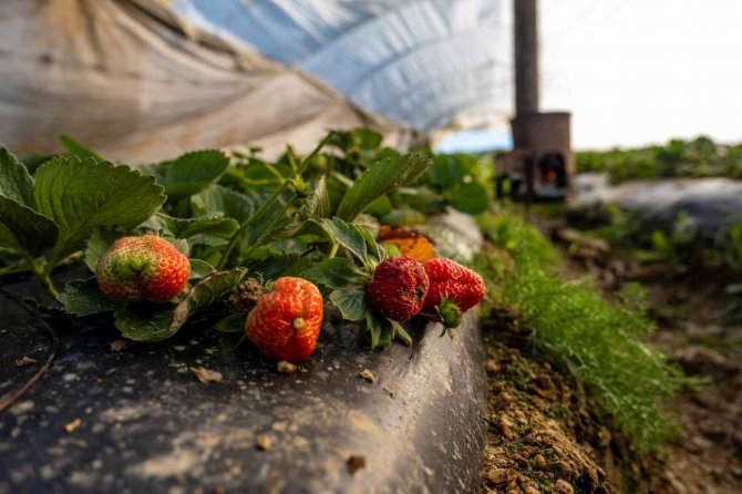 Çilek seralarında don tehlikesine karşı sobalı önlem