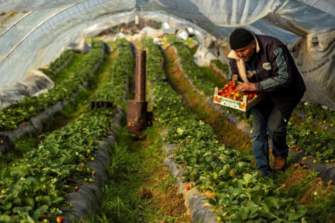 Çilek seralarında don tehlikesine karşı sobalı önlem