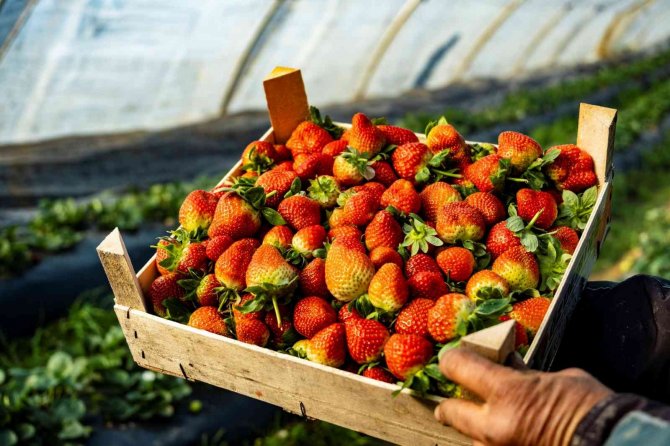 Çilek seralarında don tehlikesine karşı sobalı önlem