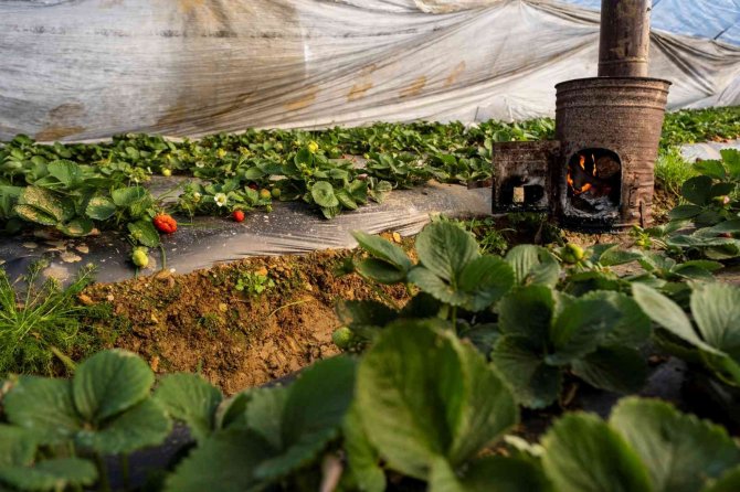 Çilek seralarında don tehlikesine karşı sobalı önlem
