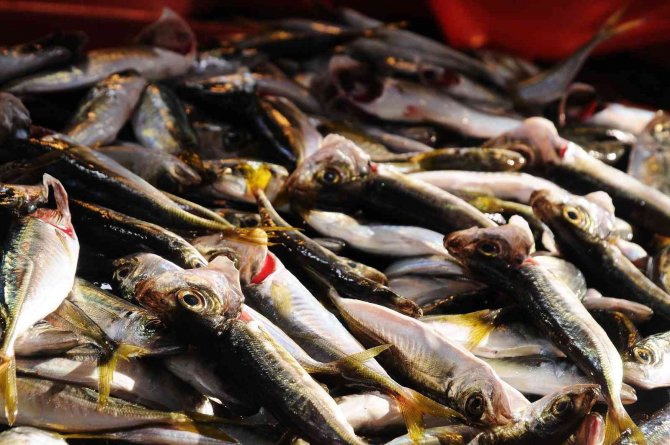 Fiyat artışları vatandaşı balığa yöneltti