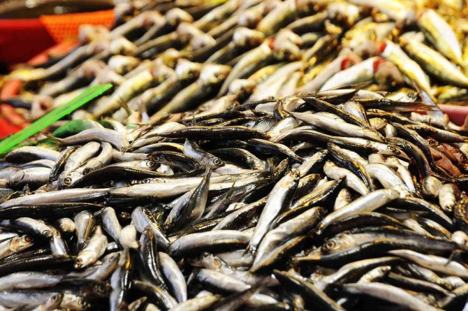 Fiyat artışları vatandaşı balığa yöneltti