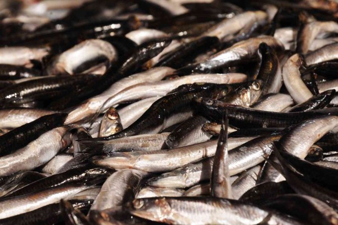 Fiyat artışları vatandaşı balığa yöneltti