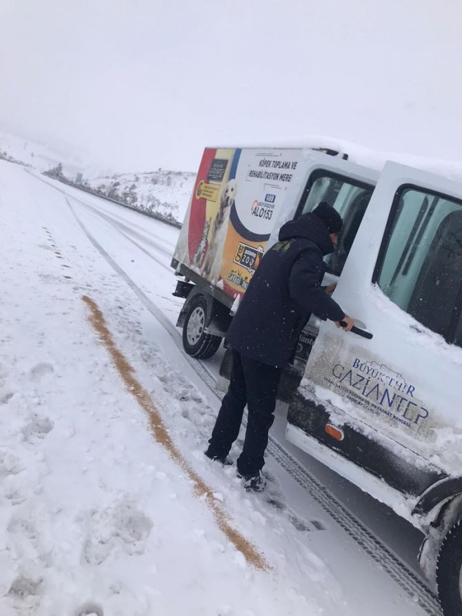 Gaziantep’te karakışta sokak hayvanları unutulmadı