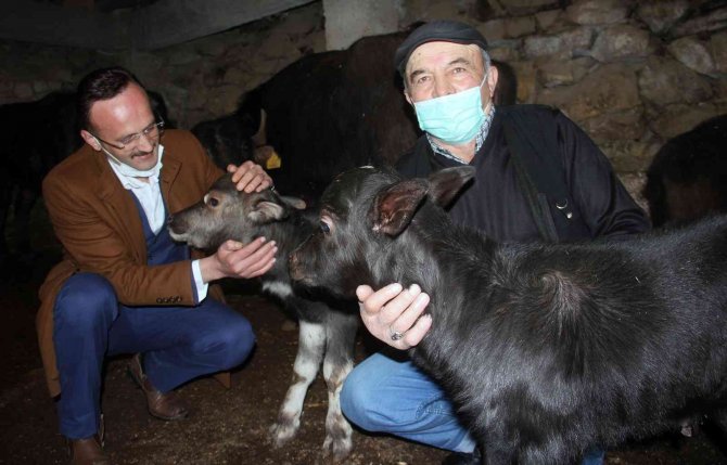 Giresun’da manda üreticilerinin yüzü güldü