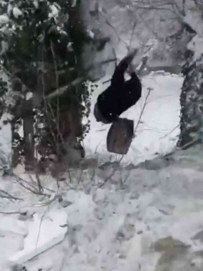 Kayarken 4 metre havalanarak ağaca böyle çarptı