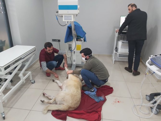 Karda yaralı halde bulunan Köpek’e jandarma şefkati