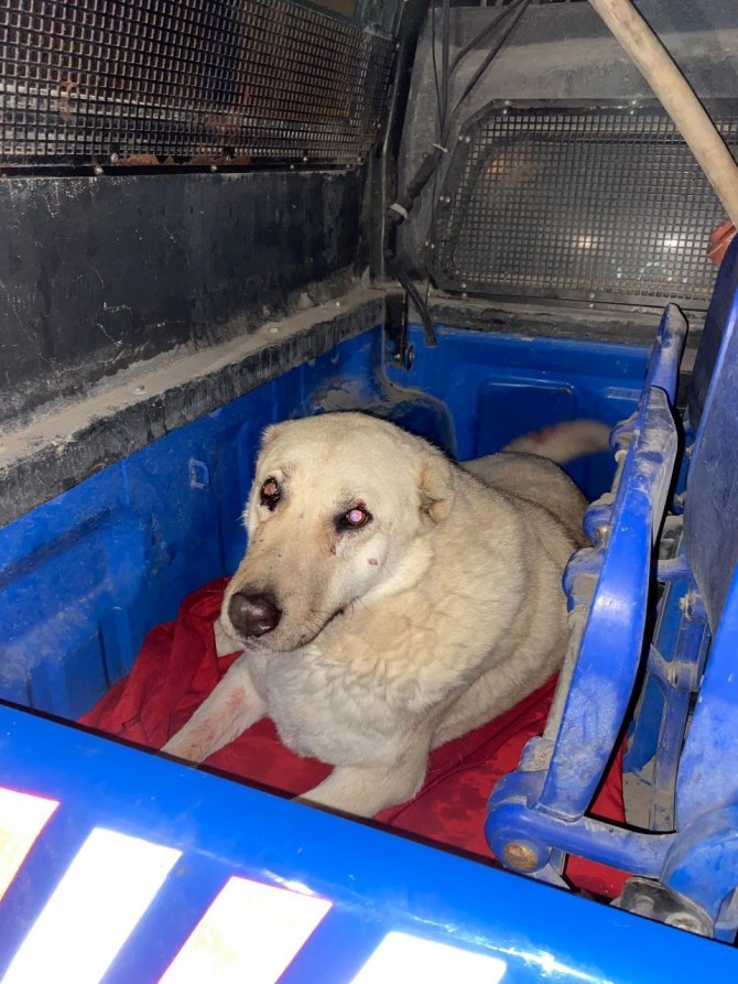 Karda yaralı halde bulunan Köpek’e jandarma şefkati