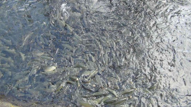 Şanlıurfalılar kardan sonra güneşli havanın tadını çıkardı