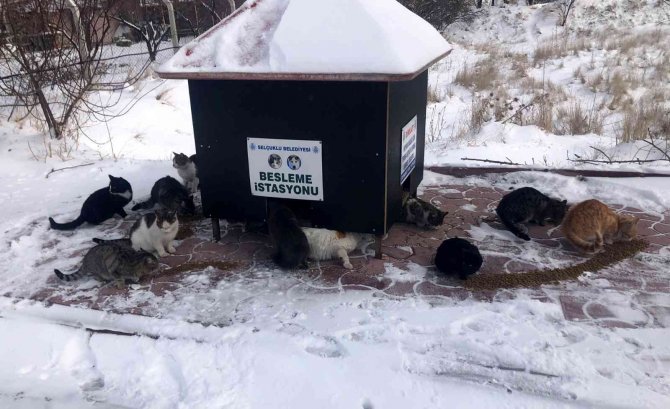 Selçuklu Belediyesi sokak hayvanlarına yem ve mama bırakıyor