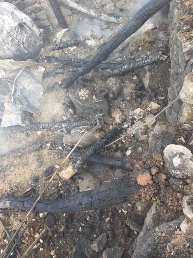 Şırnak’ta ahırda yangın: 65 hayvan telef oldu