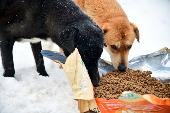 Sokak hayvanlarına dört mevsim destek