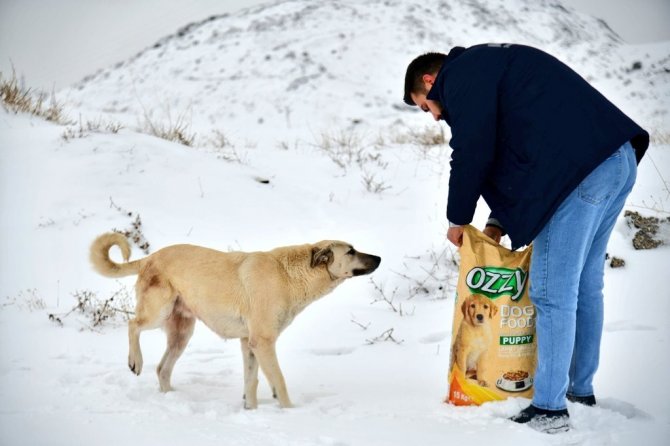 Sokak hayvanlarına dört mevsim destek