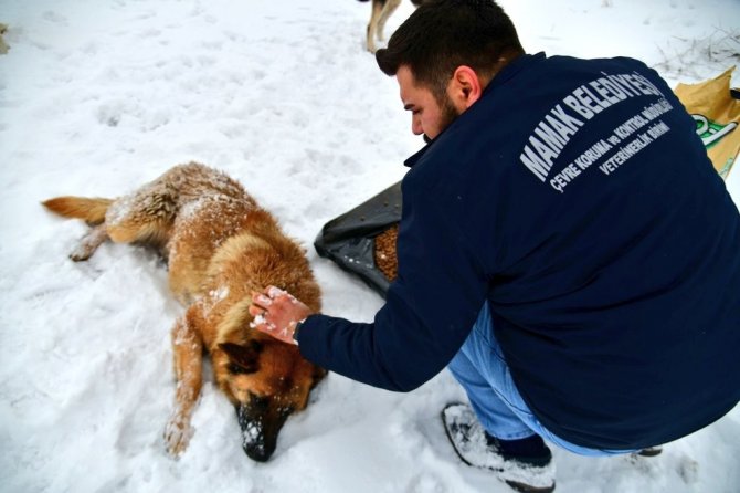 Sokak hayvanlarına dört mevsim destek