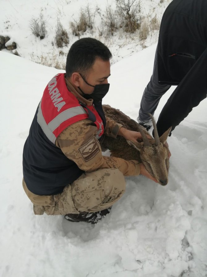 Yaralı dağ keçisi koruma altına alındı