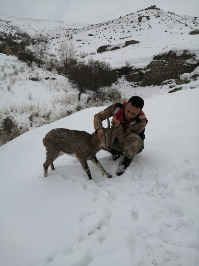 Yaralı dağ keçisi koruma altına alındı