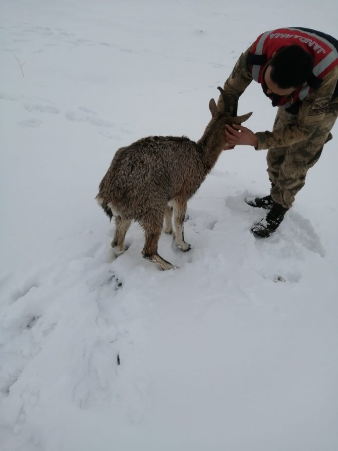 Yaralı dağ keçisi koruma altına alındı