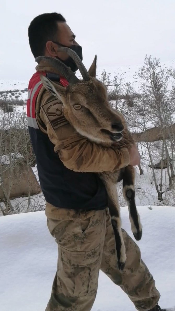 Yaralı dağ keçisi koruma altına alındı