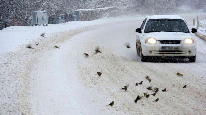 Aç kalan kuş sürüleri yola indi
