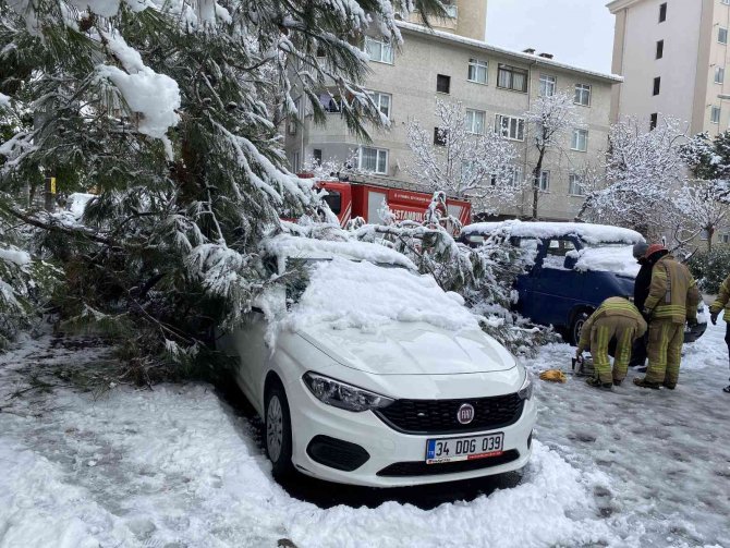 Ağaç yoğun kara dayanamadı
