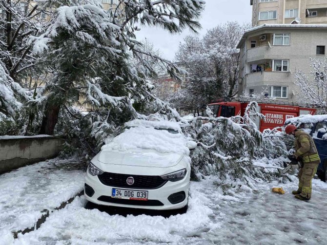 Ağaç yoğun kara dayanamadı