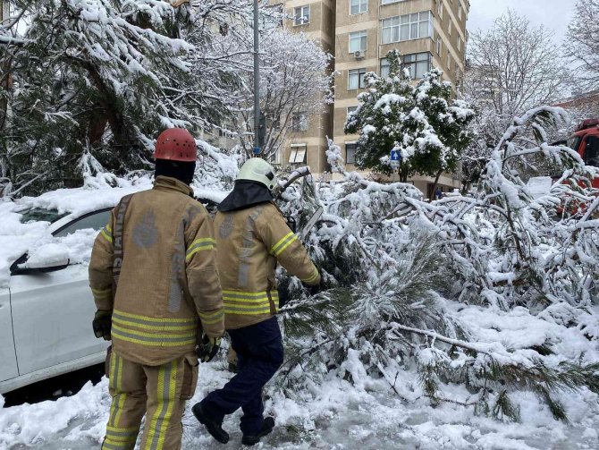 Ağaç yoğun kara dayanamadı