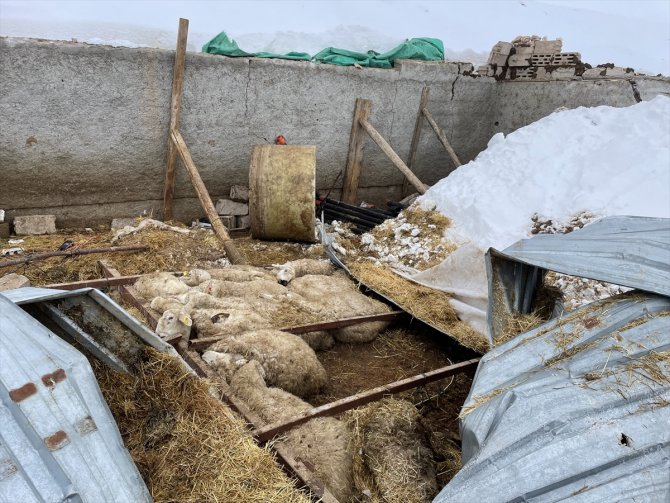 Aksaray'da ağılın çatısı çöktü, 30 koyun telef oldu