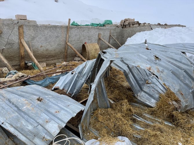 Aksaray'da ağılın çatısı çöktü, 30 koyun telef oldu