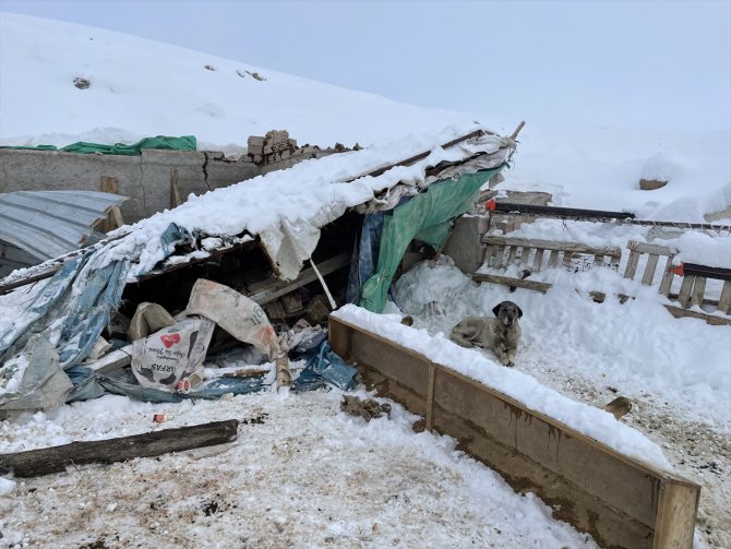 Aksaray'da ağılın çatısı çöktü, 30 koyun telef oldu