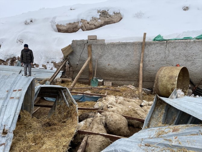 Aksaray'da ağılın çatısı çöktü, 30 koyun telef oldu
