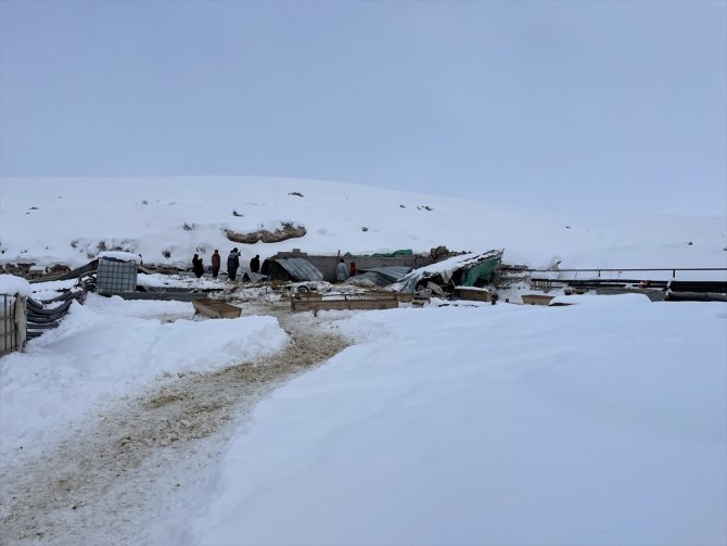 Aksaray'da ağılın çatısı çöktü, 30 koyun telef oldu