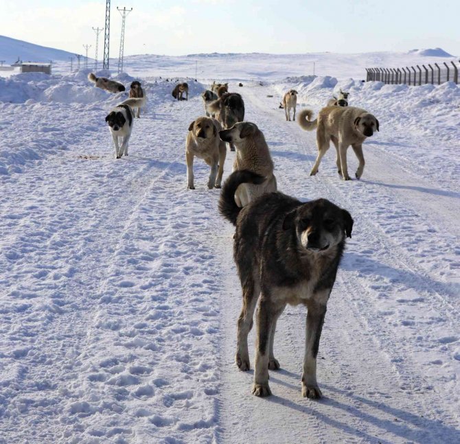 Başıboş köpek dehşeti