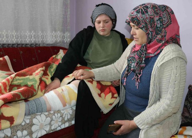 Başıboş köpek dehşeti