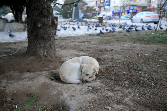 Trakya'da "kuru soğuk" yaşamı zorlaştırıyor